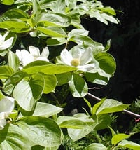 Image 3 of Pacific Dogwood : Cornus nuttallii