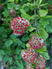 Image 1 of Pacific Ninebark : Physocarpus capitatus