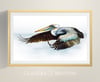 Pelican in Flight