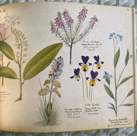 Image 2 of A Victorian Flower Album by Henry Terry