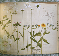 Image 4 of A Victorian Flower Album by Henry Terry