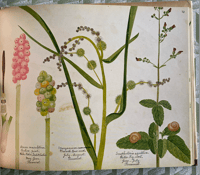 Image 5 of A Victorian Flower Album by Henry Terry