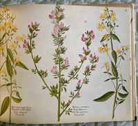 Image 6 of A Victorian Flower Album by Henry Terry