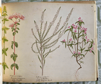 Image 7 of A Victorian Flower Album by Henry Terry