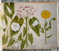 Image 8 of A Victorian Flower Album by Henry Terry