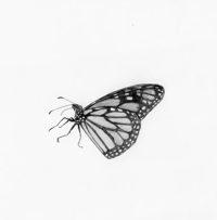 Image 1 of Monarch by Danika Ostrowski - Framed Original Drawing