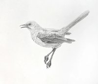 Image 1 of Mockingbird by Danika Ostrowski - Framed Original Drawing