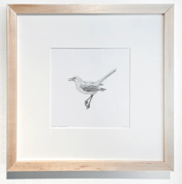 Image 2 of Mockingbird by Danika Ostrowski - Framed Original Drawing