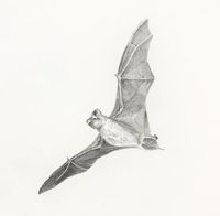 Image 1 of Mexican Free-Tailed Bat by Danika Ostrowski - Framed Original Drawing