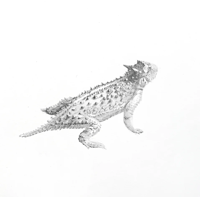 Image 1 of Horned Toad by Danika Ostrowski - Framed Original Drawing