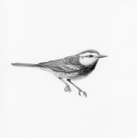 Image 1 of Golden-Cheeked Warbler by Danika Ostrowski - Framed Original Drawing