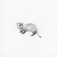 Image 1 of Black-footed Ferret by Danika Ostrowski - Framed Original Drawing