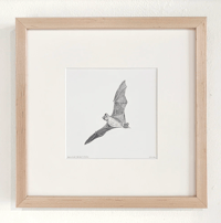 Image 2 of Mexican Free-Tailed Bat by Danika Ostrowski - Framed Original Drawing