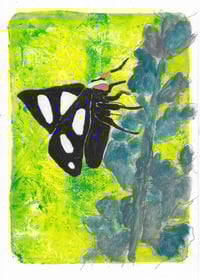 Eight-spotted Black Forester