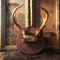 Image 1 of Vintage Antler Rack Mount on Shield Plaque