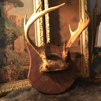 Image 2 of Vintage Antler Rack Mount on Shield Plaque