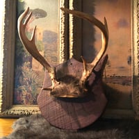 Image 3 of Vintage Antler Rack Mount on Shield Plaque