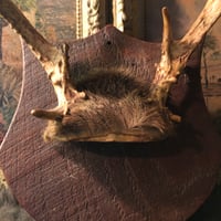 Image 4 of Vintage Antler Rack Mount on Shield Plaque