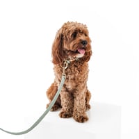 Image 2 of MILANO CORDUROY LEASH - SAGE