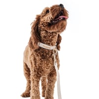 Image 1 of MILANO CORDUROY COLLAR - CREME BRULEE