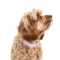 Image 2 of MILANO CORDUROY COLLAR - PERIWINKLE