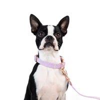 Image 1 of MILANO CORDUROY COLLAR - PERIWINKLE