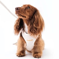 Image 1 of MILANO CORDUROY HARNESS - CREME BRULEE