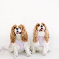 Image 2 of MILANO CORDUROY HARNESS - PERIWINKLE