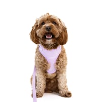 Image 1 of MILANO CORDUROY HARNESS - PERIWINKLE