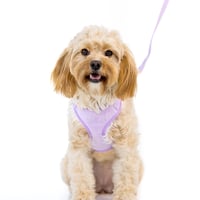 Image 4 of MILANO CORDUROY HARNESS - PERIWINKLE