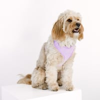 Image 4 of MILANO CORDUROY WALKWEAR SET - PERIWINKLE