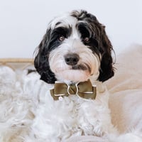 Image 3 of OXFORD BOW TIE