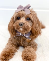 Image 4 of OXFORD BOW TIE