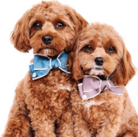 Image 5 of OXFORD BOW TIE
