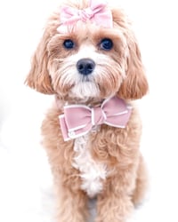 Image 4 of OXFORD BOWTIE