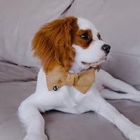 Image 3 of MILANO CORDUROY BOWTIE