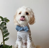 Image 5 of MILANO CORDUROY BOWTIE