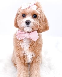 Image 2 of MILANO CORDUROY BOW TIE
