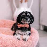 Image 5 of MILANO CORDUROY BOW TIE
