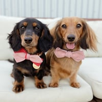 Image 4 of MILANO CORDUROY BOW TIE