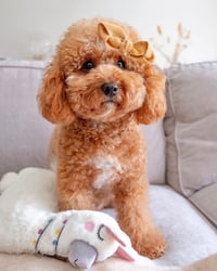Image 2 of MILANO CORDUROY HAIR BOW