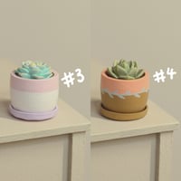 Image 3 of Miniature plant - v.1