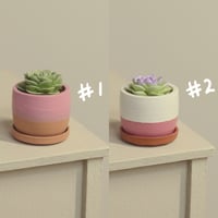 Image 2 of Miniature plant - v.1