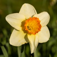 Image 1 of Details on a Daffodil 