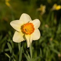 Image 2 of Details on a Daffodil 