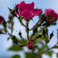 Blushed Bloom