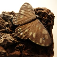 Image 6 of Speckled Wood