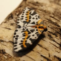 Image 2 of Magpie Moth