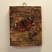 Image 1 of Red Admiral