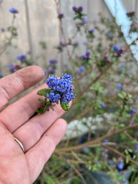 Image 3 of Blue Blossom : Ceanothus thyrsiflorus